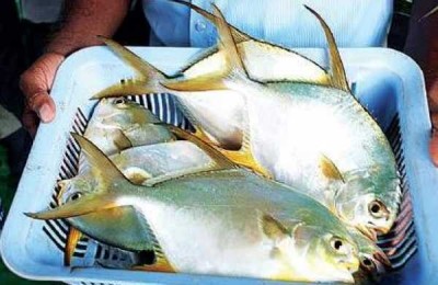 CMFRI ने उच्च मूल्य वाली समुद्री मछली के लिए हैचरी तकनीक को किया गया विकसित