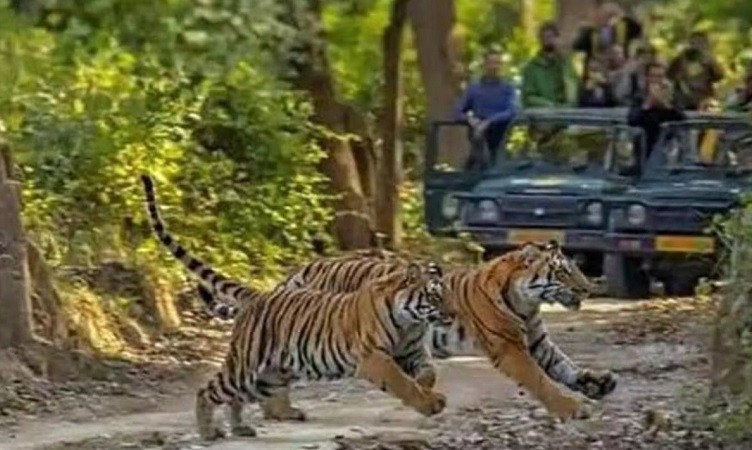 Happy Holi: Jim Corbett National Park to remain shut for tourists