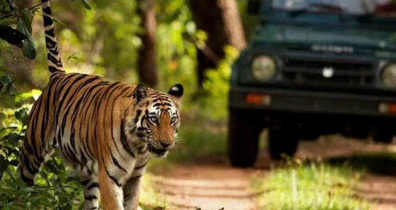 Supreme Court Directs Creation of Panel to Investigate Ecological Damage in Corbett Tiger Reserve