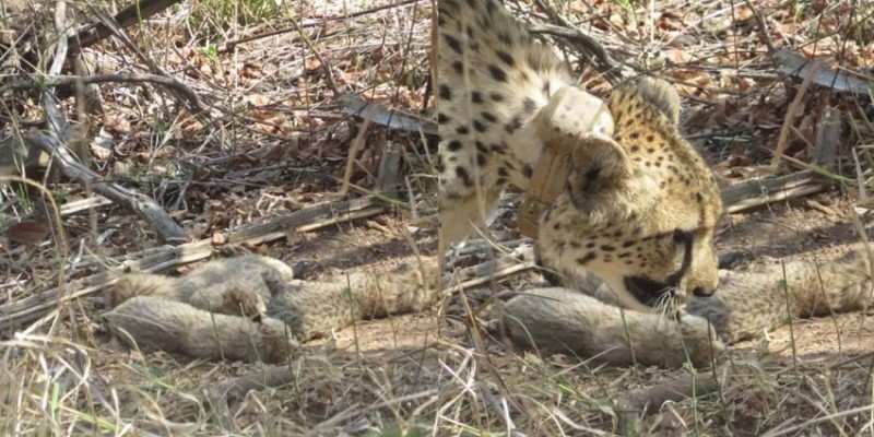 South African Cheetah Delivers 5 Cubs in Kuno National Park: Boost to Conservation Efforts