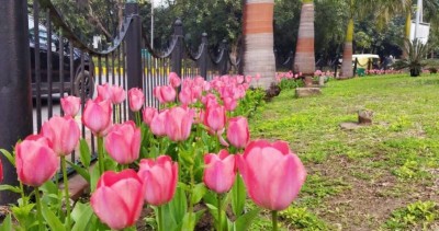 G20 Two-day-Flower Festival begins in Delhi's Connaught Place