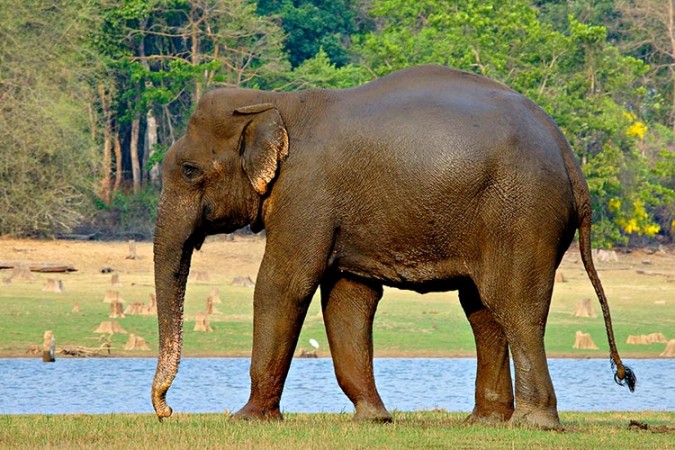 जंगल में महिलाओं के प्रवेश से भड़का हाथी, गुस्से में कर डाला हमला