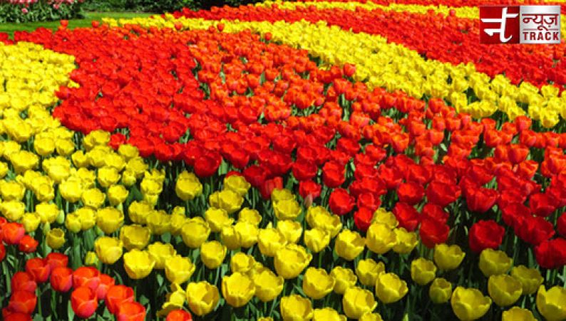 Tulip Festival 2018: Must-attend event for the flower enthusiasts