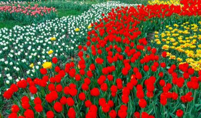 Tulip Festival 2018: Captivate your heart with these species of Tulip