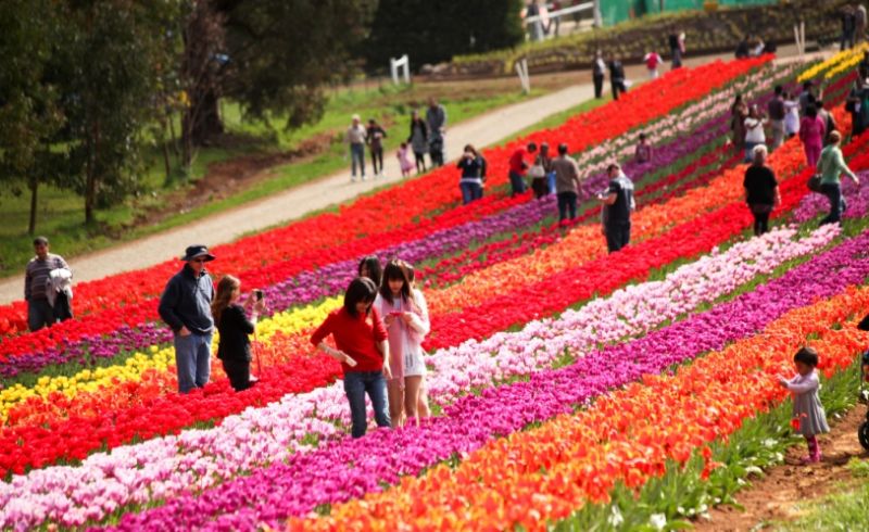 Tulip Festival of 2018 What attracts tourists in Indira