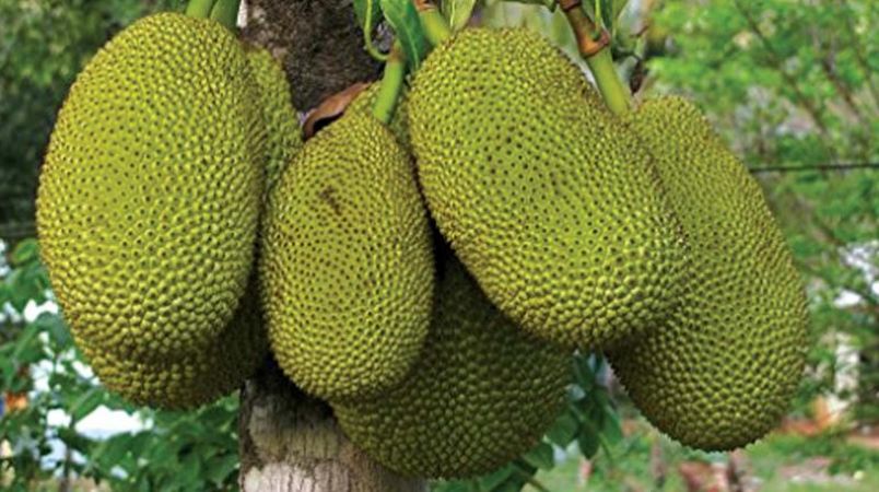 Kerala declares jackfruit as its official fruit