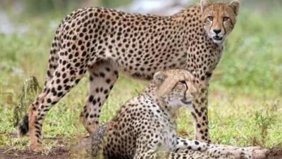 Namibian cheetahs 2 more released into wild at MP’s KNP