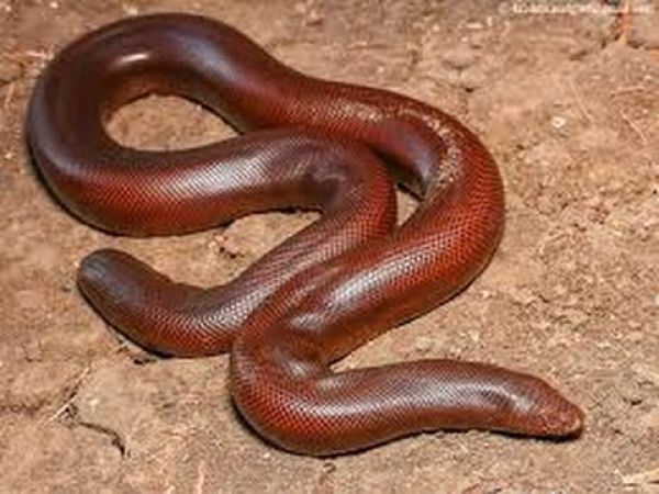 Police arrested 3 men for selling ‘Nagmani’ and red sand boa