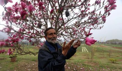Ghulam Rasool—the caretaker of million tulips behind Assia's biggest Tulip Garden