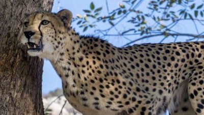 Female Cheetah which Brought from Nambia to Kuno National Park Dies