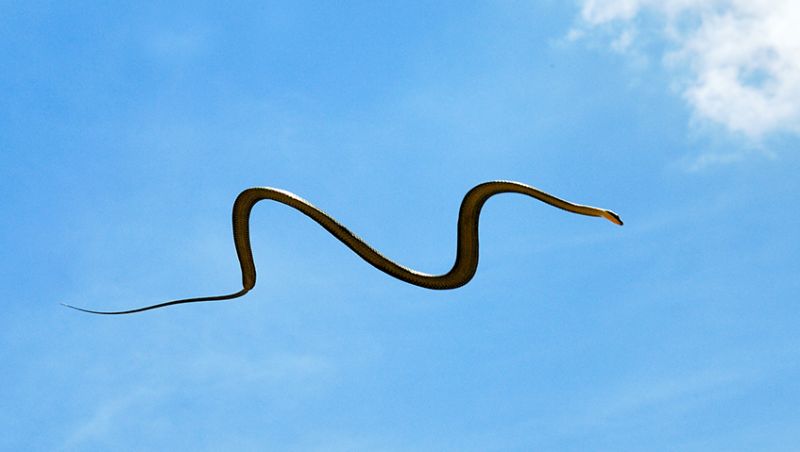 Flying snake found in vegetable carrier