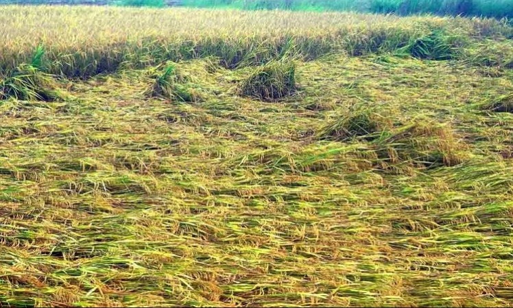 Andhra Pradesh: 30K hectares of crops affected by Cyclone Asani