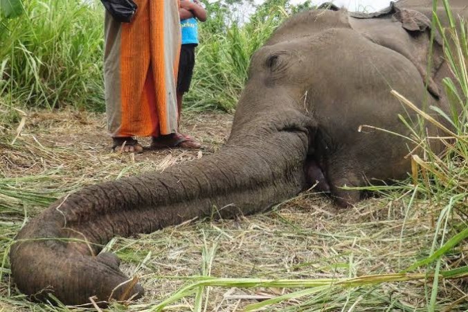 दर्दनाक! असम के नौगांव में मृत पाए गए 18 हाथी, बिजली गिरने के कारण हुई मौत