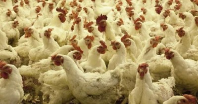 How Avian Flu Outbreak Hits Ranchi Poultry Farm: 920 Birds Culled, Details Here