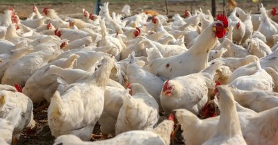 Avian Flu Outbreak Confirmed at Kerala Poultry Farm, Authorities Take Strict Measures