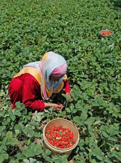 कश्मीर में स्ट्रॉबेरी की बंपर उपज, फिर भी हुआ भारी नुकसान
