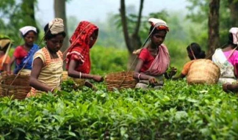 असम चाय बागान के मजदूरों के वेतन में 38 रुपये की होगी बढ़ोतरी: सीएम सरमा