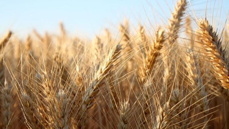 China to prohibit wheat import from Australia