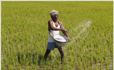 Rabi crop with 100,000 hectares of cultivation, preparations for second crop cultivation