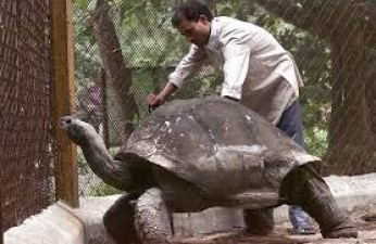 Hyderabad Zoo 125 year old plus-old Galapagos giant turtle