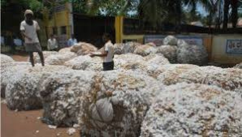 CCI came forward to help Telangana by buying cotton products