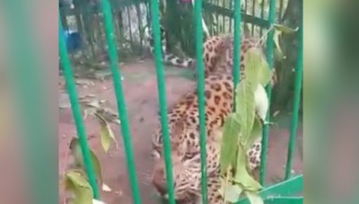 A leopard was caught, After a 45-day of search operation