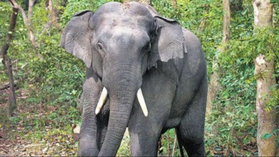 Elephant Deaths in Bandhavgarh Tiger Reserve: Field Director Suspended Amid Investigation