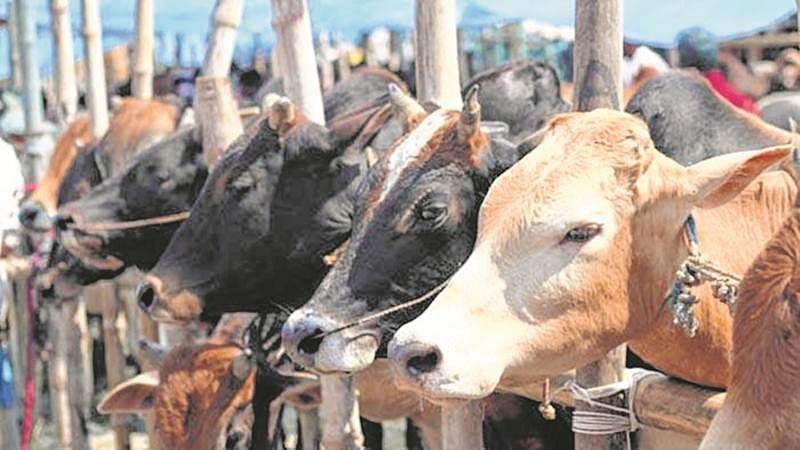 Karnataka govt mulls bringing back stringent law on cow slaughter