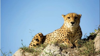 Madhya Pradesh and Rajasthan Form Joint Panel for Coordinated Cheetah Conservation Efforts