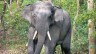 Madhya Pradesh to Deploy Satellite Collars to Track Wild Elephants After Bandhavgarh Deaths