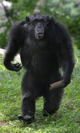 The most popular chimpanzee 