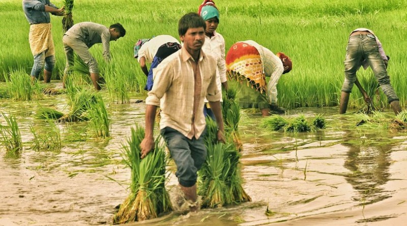 West Bengal: Heavy Rain in Sept-Oct Hit Paddy Yield