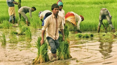 West Bengal: Heavy Rain in Sept-Oct Hit Paddy Yield