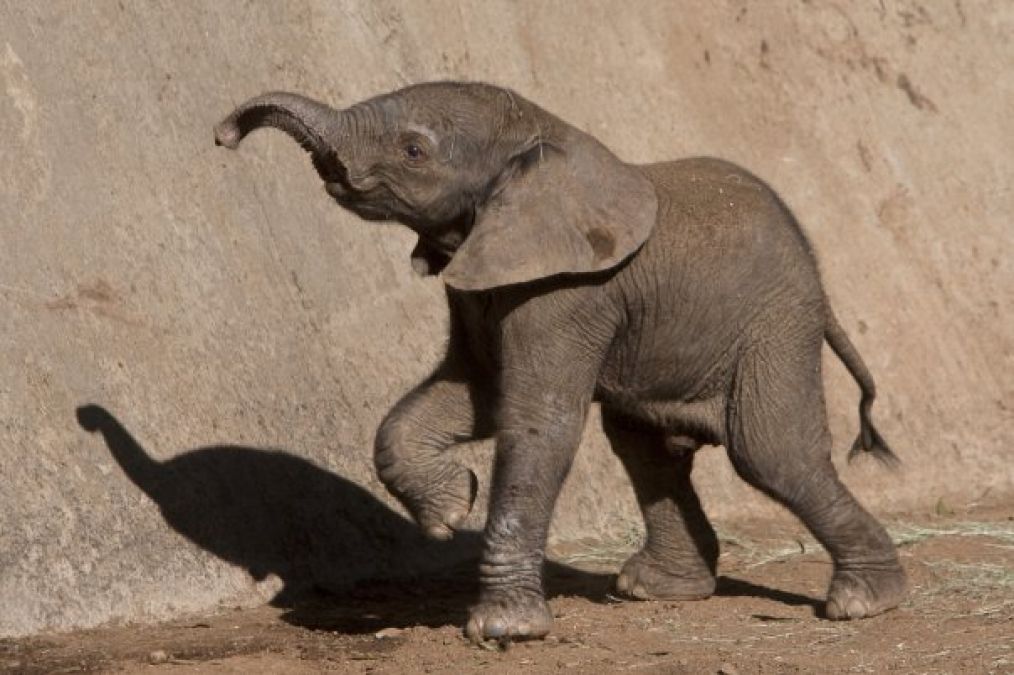 Elephant calf named after late Kannada actor Puneeth Rajkumar