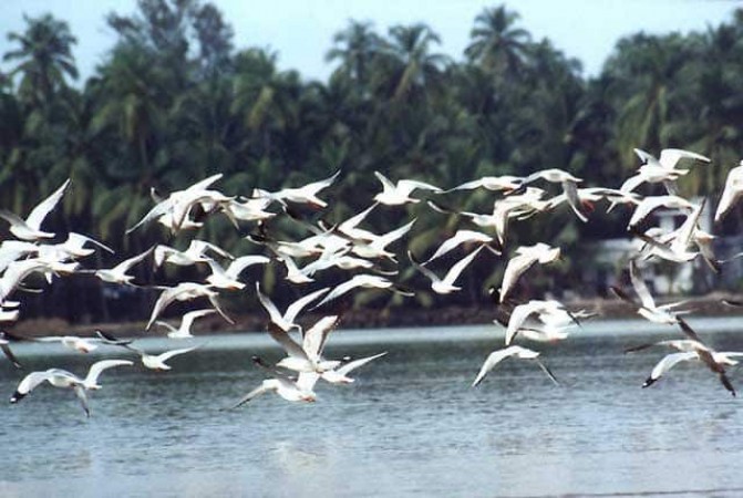 Odisha's Bhitarkanika National Park filled with of Migratory Birds