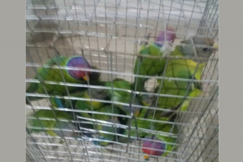 Forest task force arrests 3 smugglers with 28 rare parakeets