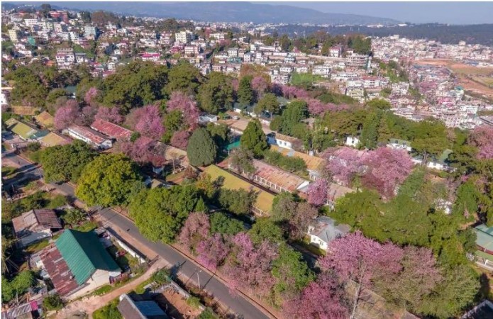 Shillong is hosting three-day Cherry Blossom Festival