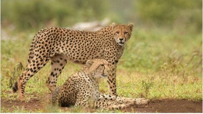 Female Cheetah at Kuno National Park Gives Birth, Marking Major Success for Project Cheetah