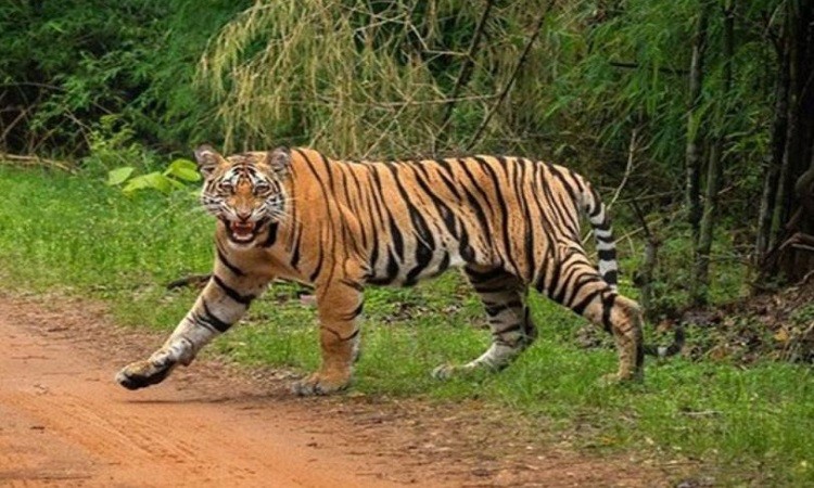 India's largest Tiger reserve to be set up at Damoh, Madhya Pradesh