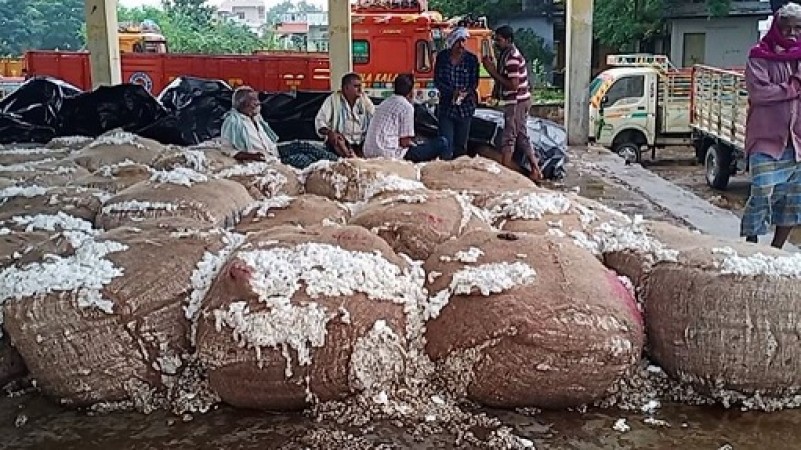 Cyclone Nivar:Cotton farmers suffer damages