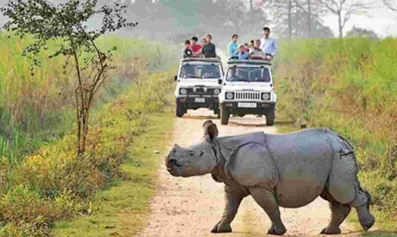 असम आगंतुकों के लिए फिर से खुले काजीरंगा राष्ट्रीय उद्यान और टाइगर रिजर्व