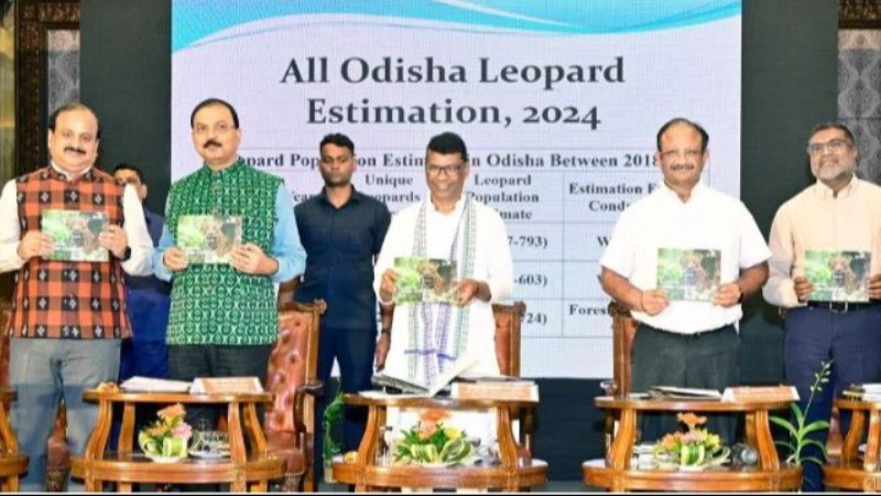 Promising Increase in Odisha's Leopard Population: Latest Census Reports 696 Leopards