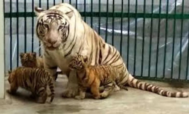 Yogi release white tigress in leopard cubs at Gorakhpur zoo