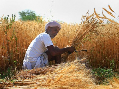 Tamil Nadu: Paddy acquirement in the state achieved a milestone
