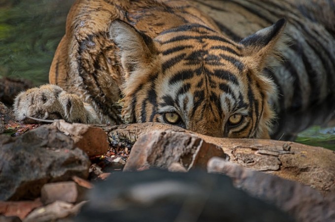 आदमखोर बाघ को जिंदा पकड़ा जाना चाहिए: मद्रास हाई कोर्ट