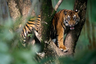 Three states unite to catch suspected man-eating tiger