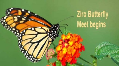 अरुणाचल प्रदेश मीट 2020 में तितलियों की 60 से अधिक प्रजातियां की गईं दर्ज