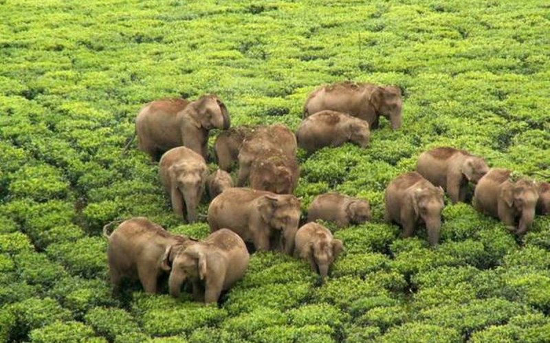 Nilgiris Elephant Corridor: SC directs this to Madras HC