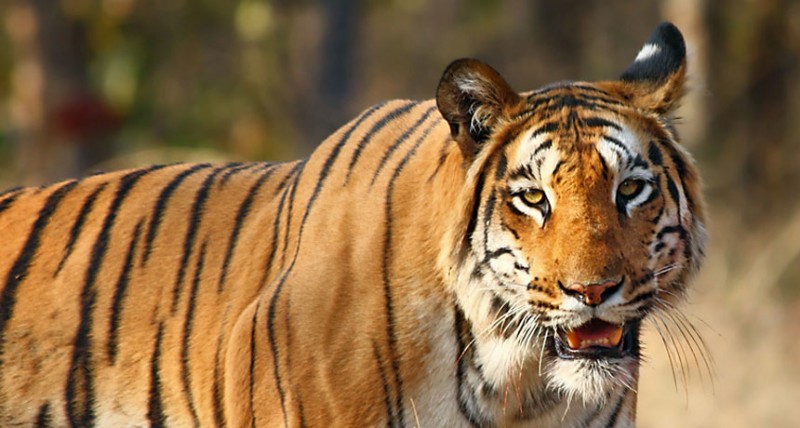 Finally T-23, the tiger was caught alive by the forest department