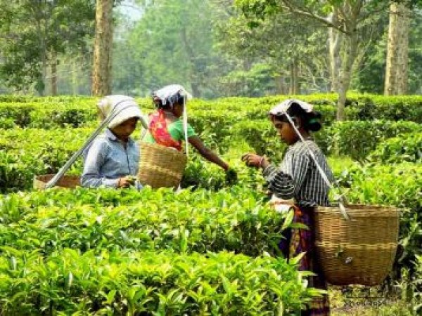 असम के मुख्यमंत्री ने भाजपा चाय मोर्चा से योजनाओं का फीडबैक लेने की बात कही